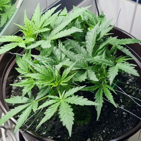 Royal Bluematic growlog timeline photo
