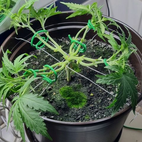 Royal Bluematic growlog timeline photo