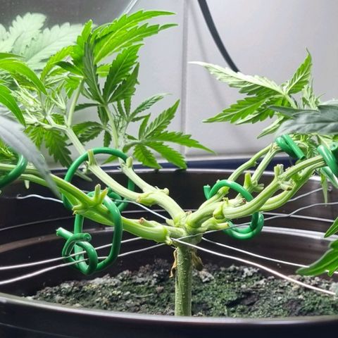 Royal Bluematic growlog timeline photo