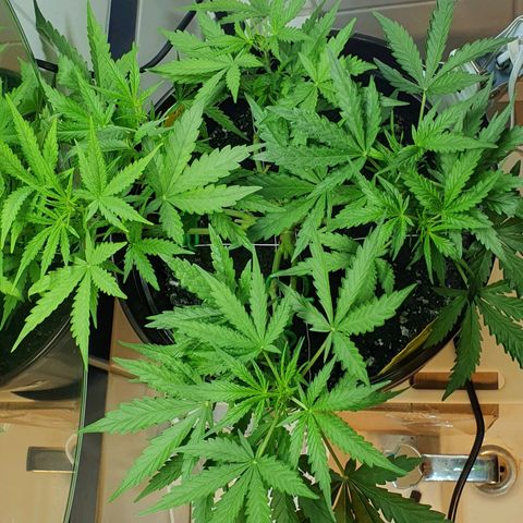 Royal Bluematic growlog timeline photo