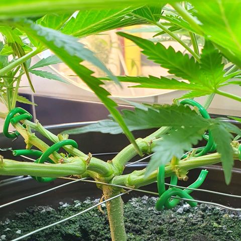 Royal Bluematic growlog timeline photo