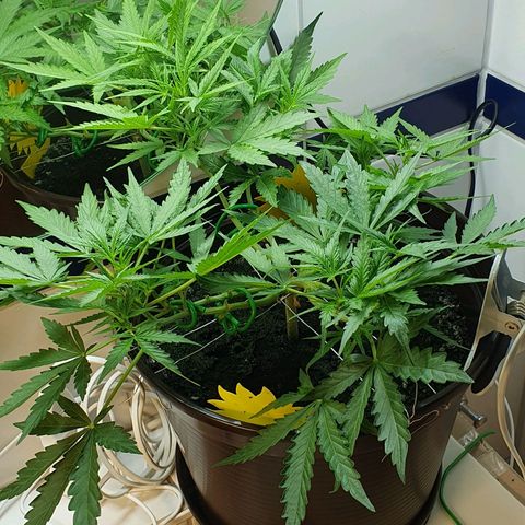 Royal Bluematic growlog timeline photo
