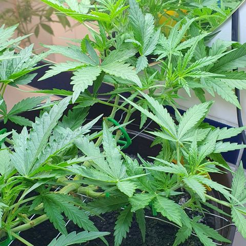 Royal Bluematic growlog timeline photo