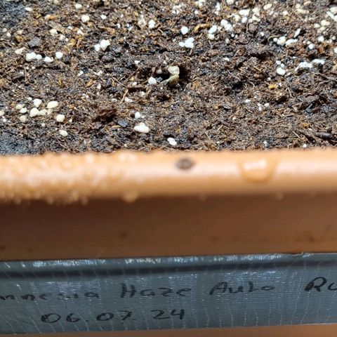 Amnesia Haze Auto growlog timeline photo