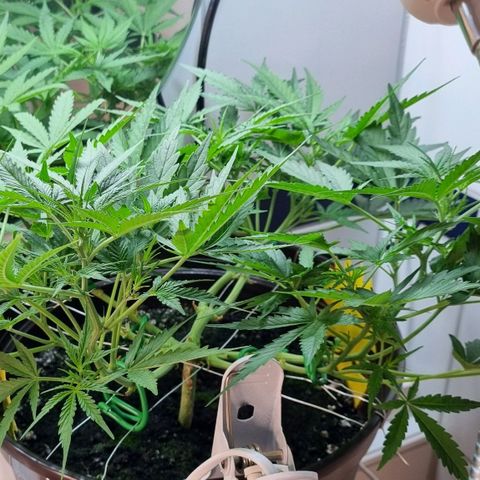 Royal Bluematic growlog photo: Vor Final Topping 