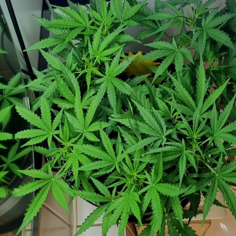 Royal Bluematic growlog photo: Vor Final Topping 