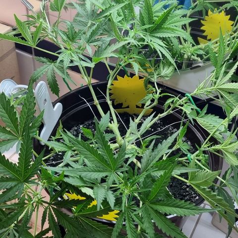Royal Bluematic growlog photo: Nach Final Topping 