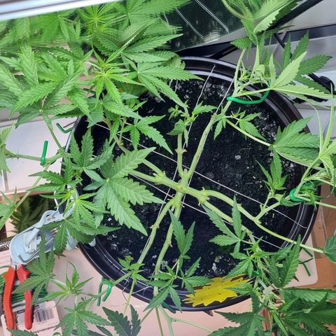 Royal Bluematic growlog photo: Nach Final Topping 
