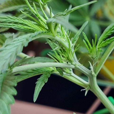 Royal Bluematic growlog photo: Blütephase!