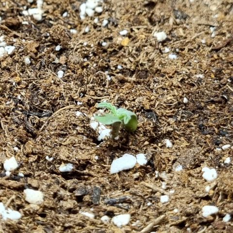 Amnesia Haze Auto growlog timeline photo