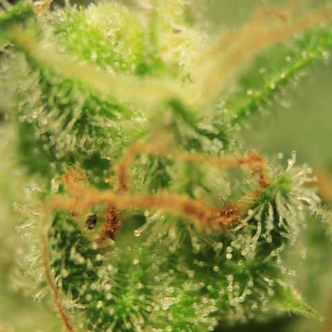 White Widow Automatic growlog photo: Trichome