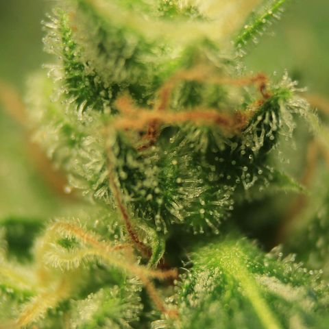 White Widow Automatic growlog photo: Trichome