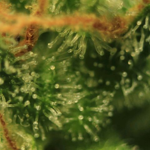 White Widow Automatic growlog photo: Trichome