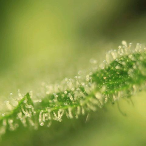 White Widow Automatic growlog photo: Trichome