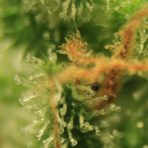White Widow Automatic growlog photo: Trichome