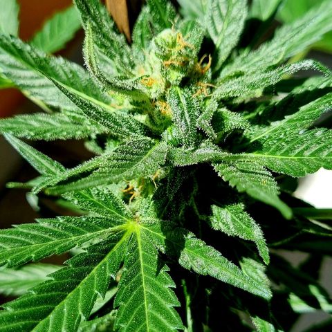 White Widow Automatic growlog timeline photo