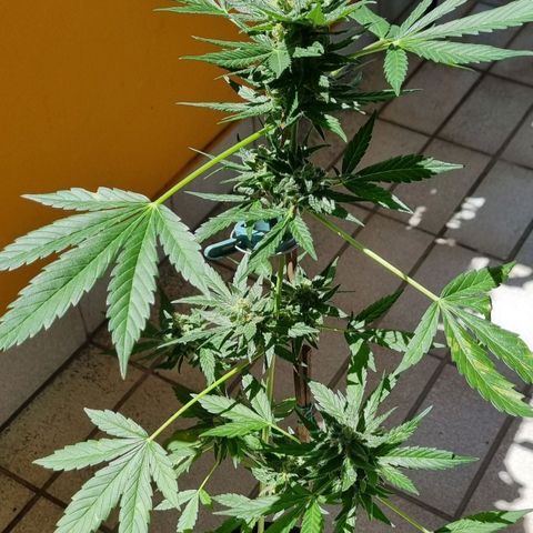 White Widow Automatic growlog timeline photo