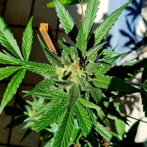White Widow Automatic growlog timeline photo