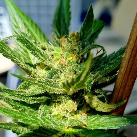 White Widow Automatic growlog timeline photo