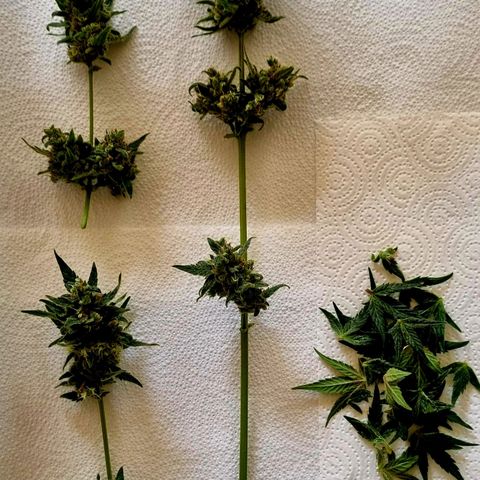White Widow Automatic growlog timeline photo