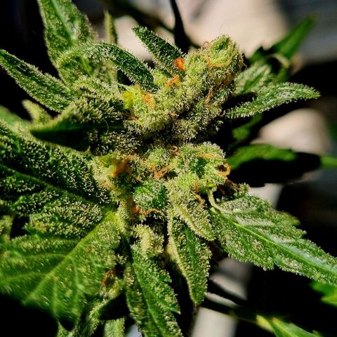 White Widow Automatic growlog timeline photo