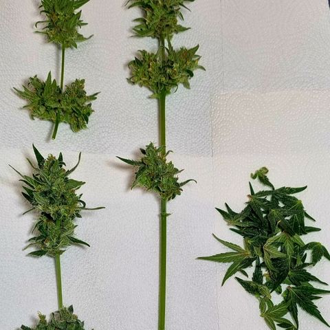 White Widow Automatic growlog timeline photo