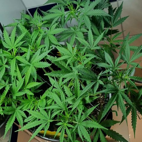 Royal Bluematic growlog timeline photo