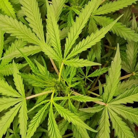Royal Bluematic growlog timeline photo