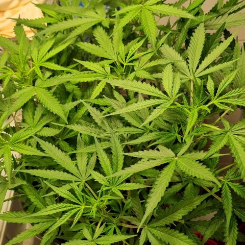 Royal Bluematic growlog timeline photo