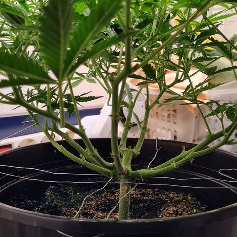 Royal Bluematic growlog timeline photo