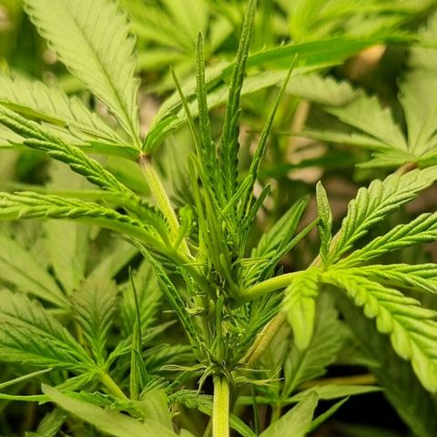Royal Bluematic growlog timeline photo