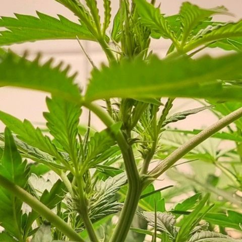 Royal Bluematic growlog timeline photo