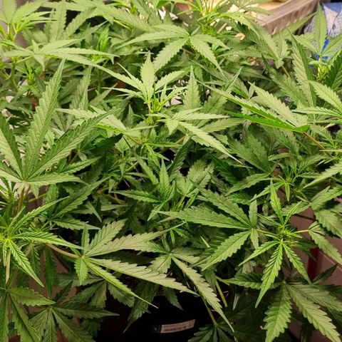 Royal Bluematic growlog timeline photo