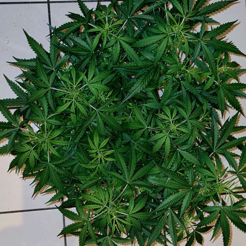 Royal Bluematic growlog timeline photo