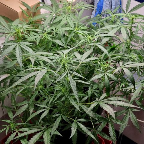 Royal Bluematic growlog timeline photo