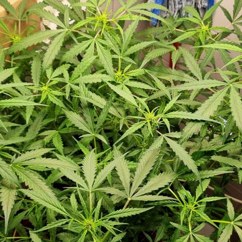 Royal Bluematic growlog timeline photo