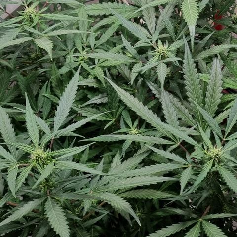 Royal Bluematic growlog timeline photo