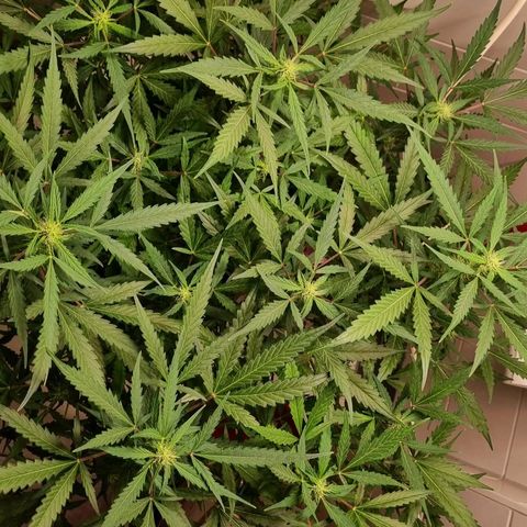Royal Bluematic growlog timeline photo