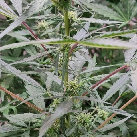 Royal Bluematic growlog timeline photo