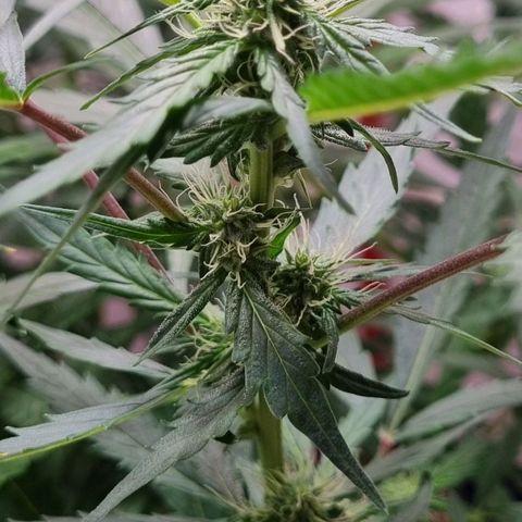 Royal Bluematic growlog timeline photo