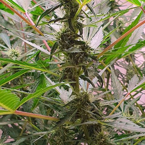 Royal Bluematic growlog timeline photo