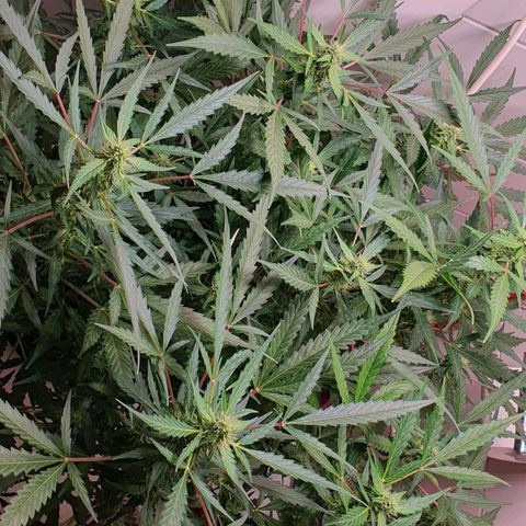 Royal Bluematic growlog timeline photo