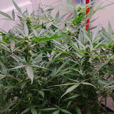Royal Bluematic growlog timeline photo