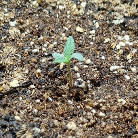Amnesia Haze Auto growlog timeline photo