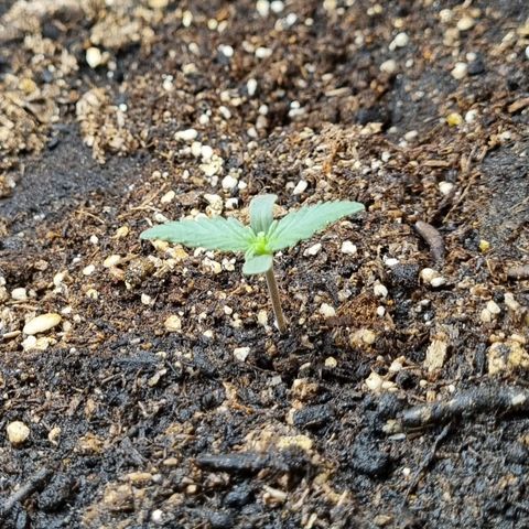 Amnesia Haze Auto growlog timeline photo