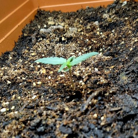 Amnesia Haze Auto growlog timeline photo