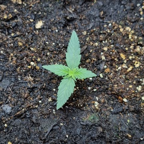 Amnesia Haze Auto growlog timeline photo