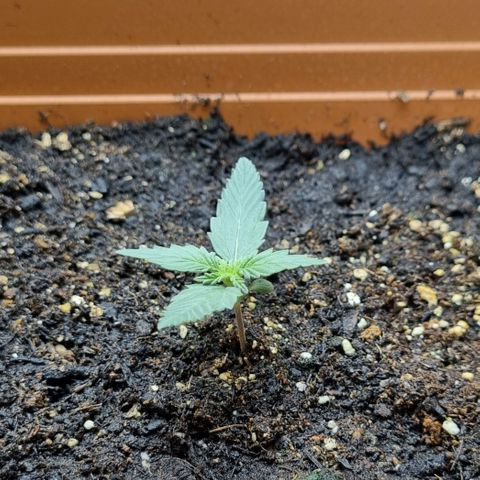 Amnesia Haze Auto growlog timeline photo