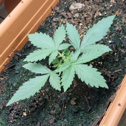Amnesia Haze Auto growlog timeline photo