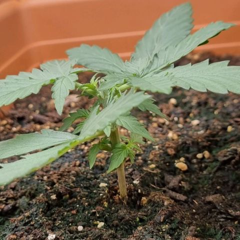 Amnesia Haze Auto growlog timeline photo